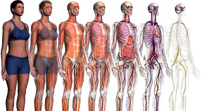 Zygote Body : explorer le corps humain en 3D – AC Coaching